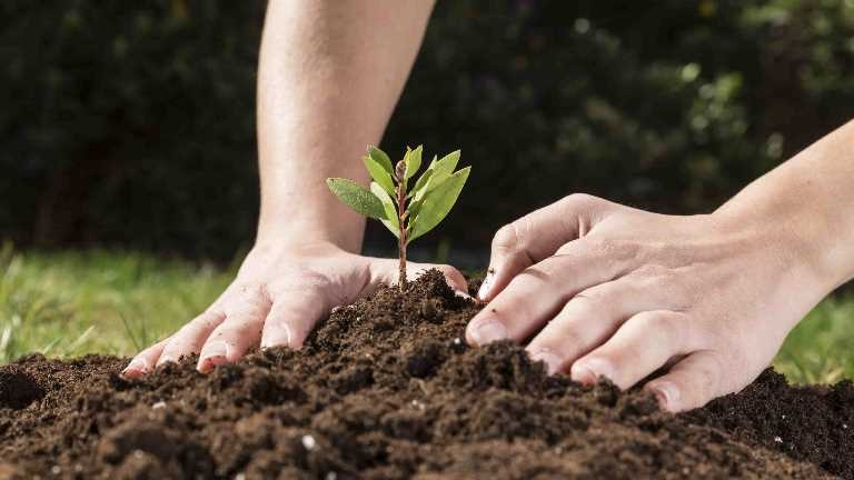 2020 is launched as International Year of Plant Health