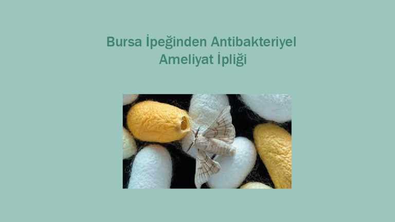 Antibacterial Surgical Suture from Bursa Silk