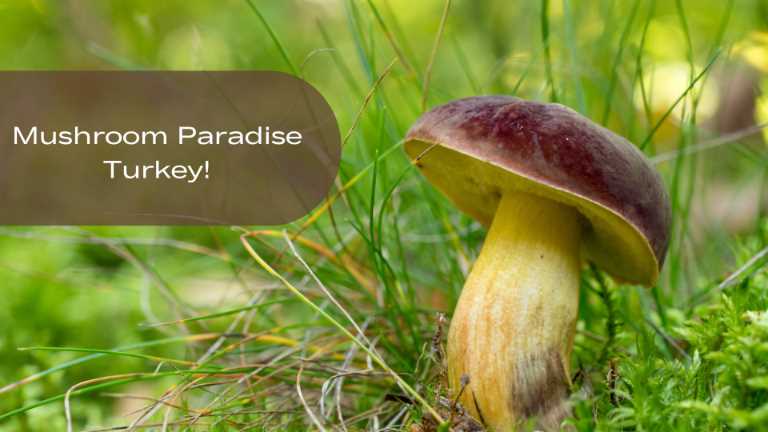 Mushroom Paradise Turkey
