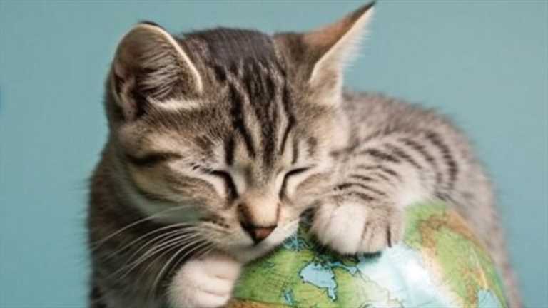 World Cat Day