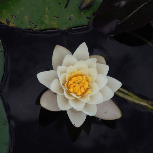 Lotus Yansımaları: Ruhsal İyileşme Ve Farkındalık Sergisi